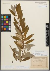 Foto von Salix triandra subsp. amygdalina (L.) Schübl. & G. Martens